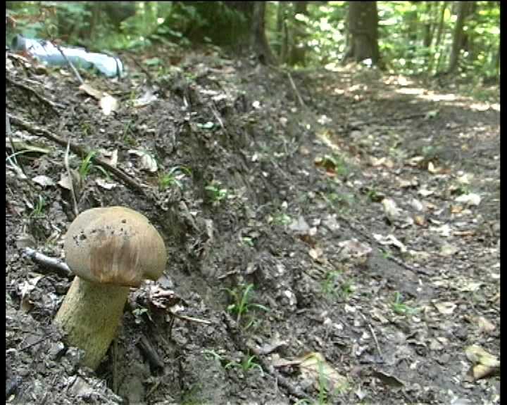 Leccinum crocipodium  (letellier)  Watling